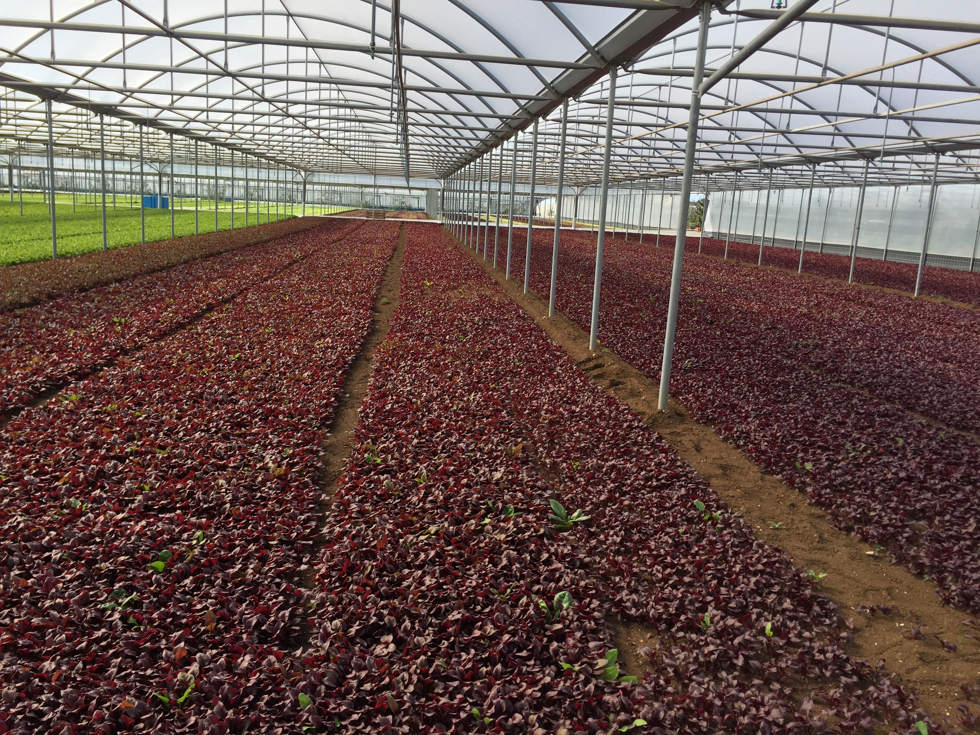 Greenhouse & Tunnel film - Poly-ag