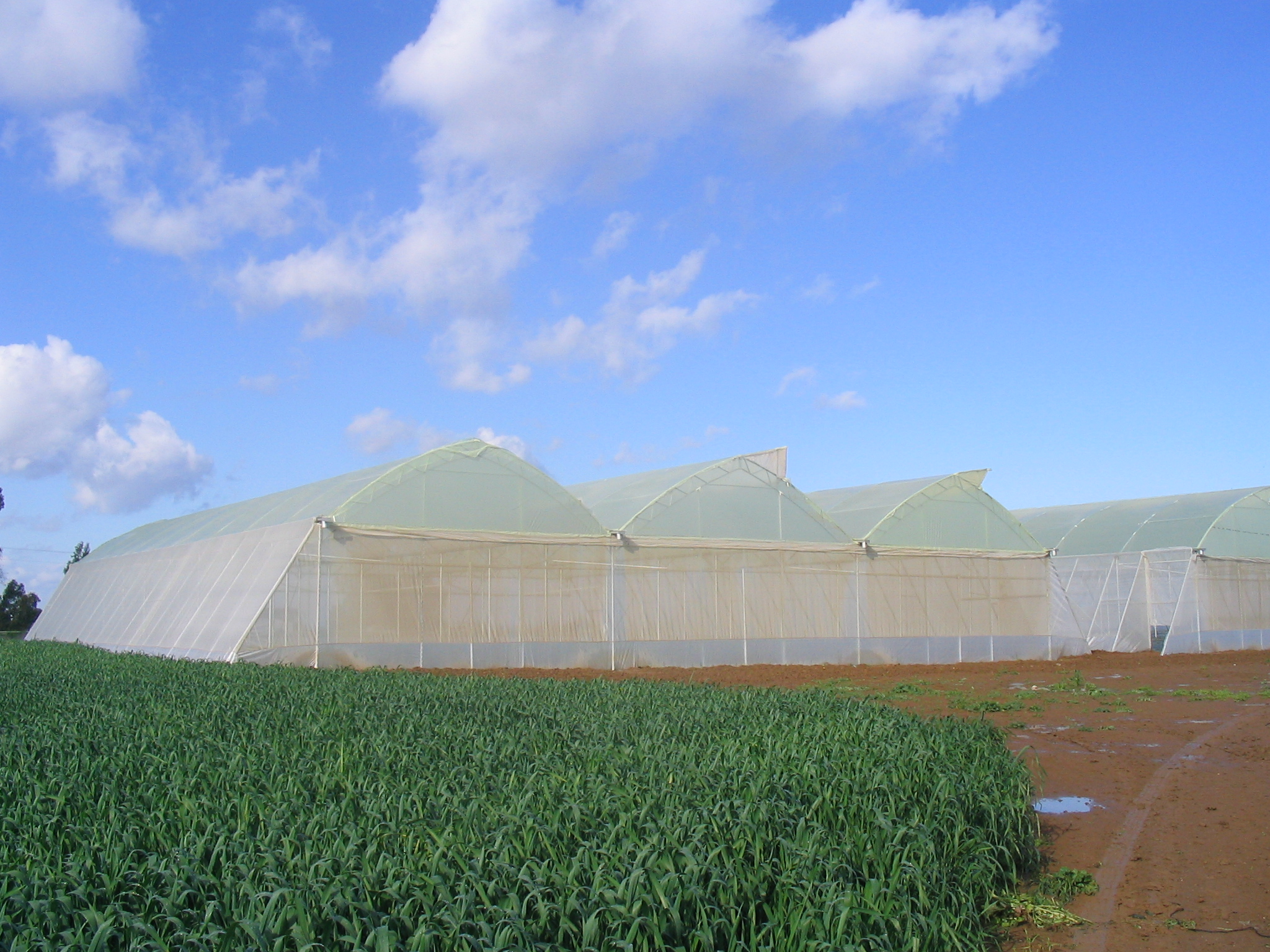 Greenhouse film - OPAC 86-E - OERLEMANS PLASTICS BV - UV-resistant