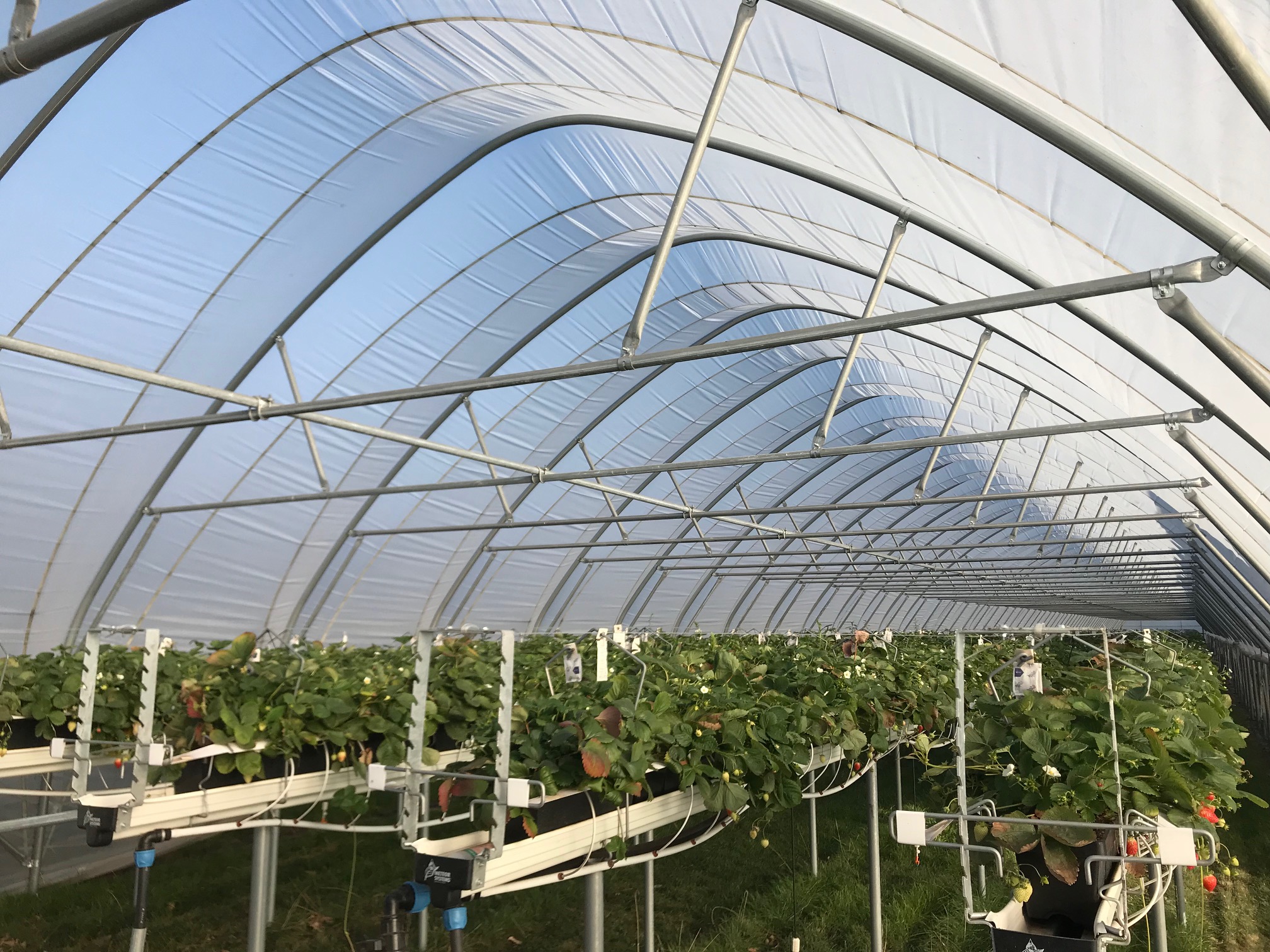 SunView™ WHITE Greenhouse Plastic Film 6 Mil UV 4 Year 50%-55% shade (E1576)