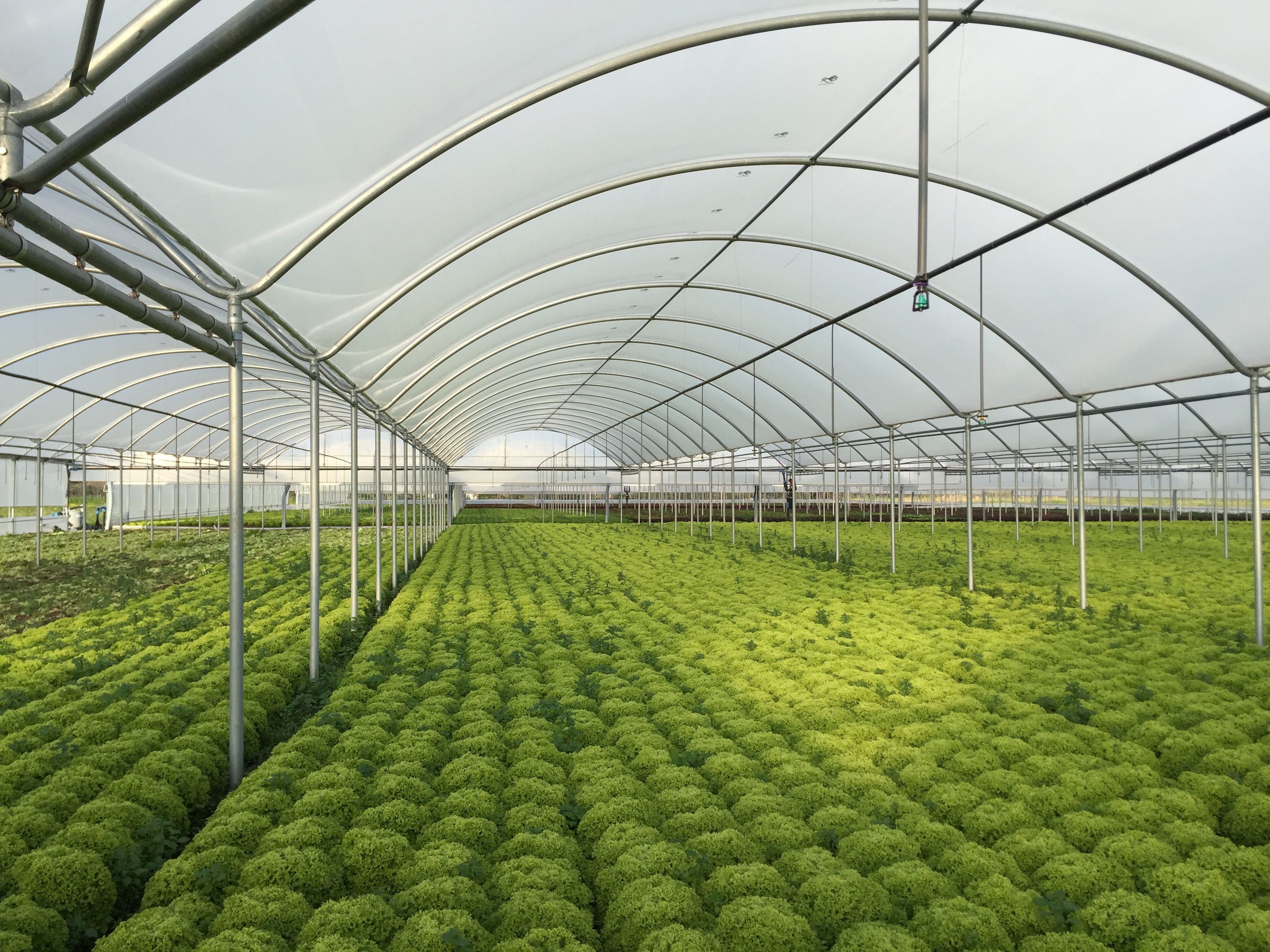 SunView™ Standard CLEAR Greenhouse Plastic Film 6 Mil UV 4 Year 90% Light  Trans. (E2118)